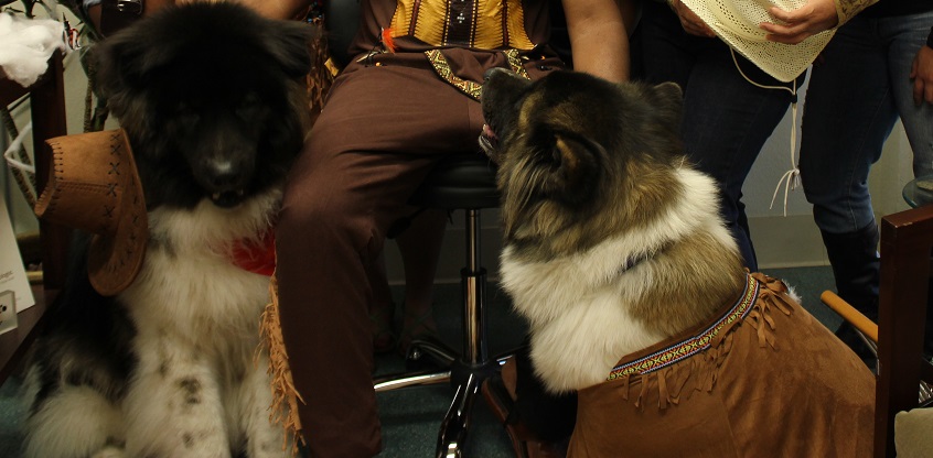 Dogs dressed up in Halloween costume