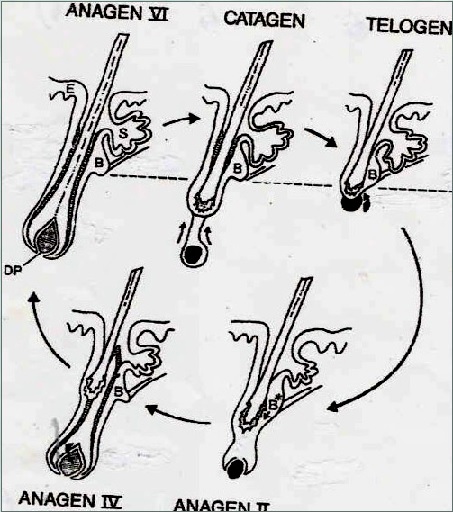 Detailed Hair Cycle Diagram Showing Anagen Subdivisions