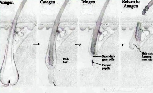 Hair Cycle Diagram Anagen hair Selection and Body Hair Transplantation